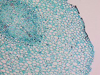 Image showing Vicia faba root micrograph