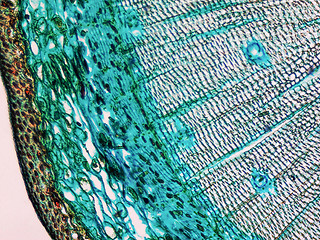 Image showing Pine Wood micrograph