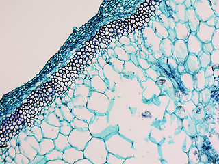 Image showing Cucurbita stem micrograph