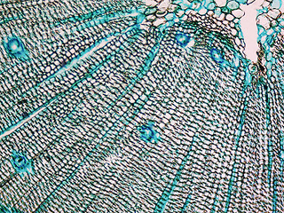 Image showing Pine Wood micrograph