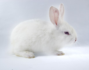 Image showing pretty rabbit 