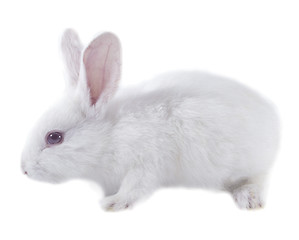 Image showing pretty rabbit 