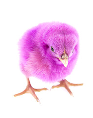 Image showing little chicken