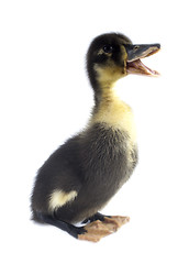 Image showing Funny black Duckling 