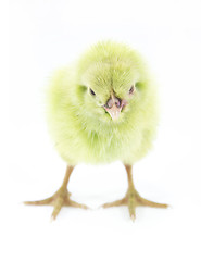 Image showing little chicken