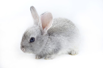 Image showing pretty rabbit 