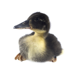 Image showing Funny black Duckling 