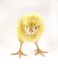 Image showing little chicken