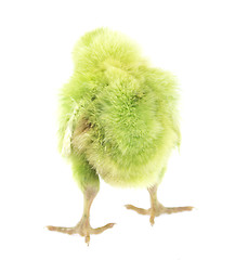 Image showing little chicken