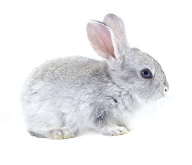 Image showing pretty rabbit 