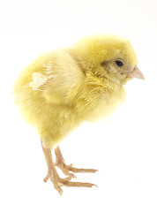 Image showing little chicken