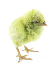 Image showing little chicken