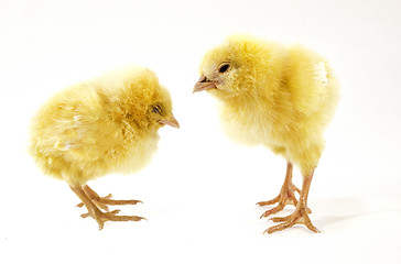 Image showing little chicken