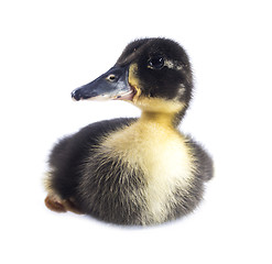 Image showing Funny black Duckling 