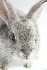 Image showing pretty rabbit 