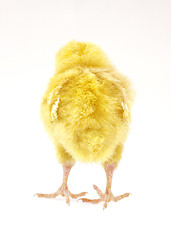 Image showing little chicken