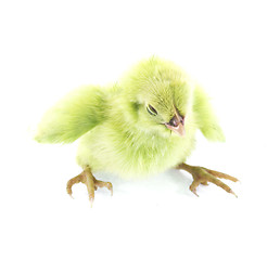 Image showing little chicken