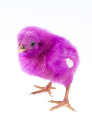 Image showing little chicken