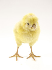 Image showing little chicken