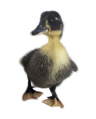 Image showing Funny black Duckling 