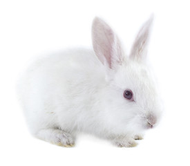 Image showing pretty rabbit 