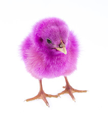 Image showing little chicken