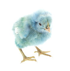 Image showing little chicken