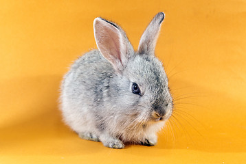 Image showing pretty rabbit 