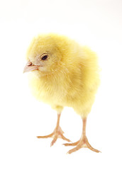 Image showing little chicken