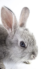 Image showing pretty rabbit 