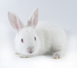 Image showing pretty rabbit 