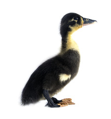 Image showing Funny black Duckling 