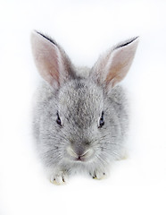 Image showing pretty rabbit 