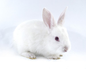 Image showing pretty rabbit 