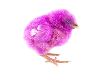 Image showing little chicken