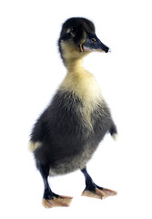 Image showing Funny black Duckling 