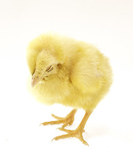 Image showing little chicken