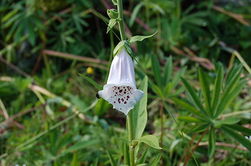 Image showing Flower and fly 2