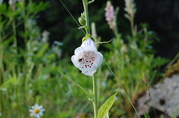 Image showing Flower and fly 1