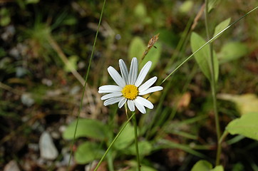 Image showing Flower 2