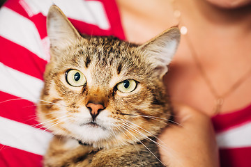 Image showing Close Up Portrait Tabby Male Kitten Cat