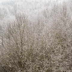 Image showing Winter trees background 