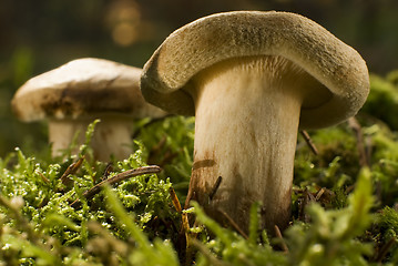 Image showing mushroom