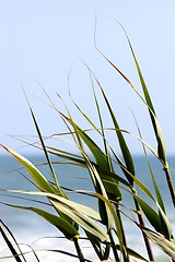 Image showing Reed by the Ocean