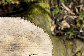 Image showing stump taken from the top