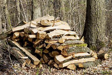 Image showing pile of fire wood