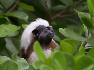 Image showing cotton-top tamarin