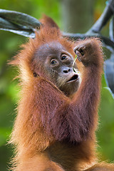 Image showing Borneo Orangutan