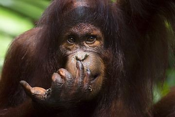 Image showing Borneo Orangutan