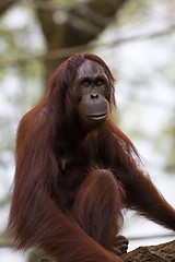 Image showing Borneo Orangutan